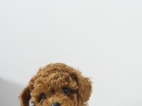 Orginal Kore poodle