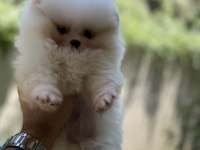 Üst segment sağlık ve ırk garantili pomeranian bebekler