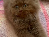 British Longhair Cinnamon