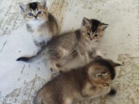 40 günlük british shorthair gold