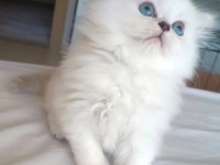 Maviş kar beyaz yavrular british Longhair point