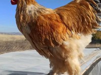 2 adet buff coco+ 3 adet brahma tavuk ve horozlar