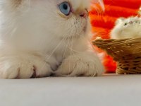 İran persian