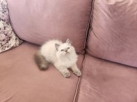 En Yakışıklı İran Kedisi Benim