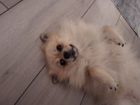 1 yaşında karamel krem pomeranian spitz