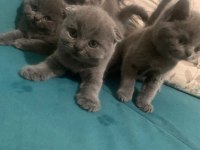 Bristh shorthair ve scotih fold yavrularimiz