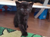 DÜNYA TATLISI YAVRU KEDİMİZ YENİ SAHİBİNİ ARIYOR