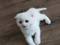 Bembeyaz scottish fold yavru yeni ailesini arıyor