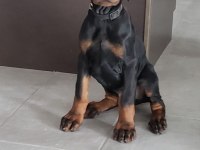 SARIŞIN MIKNATISI DOBERMAN