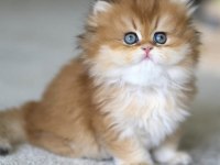 Emsalsiz Golden Ny12 Golden Longhair