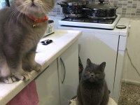 British longhair 4 yavrumuz