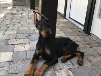 İsteğe Özel Estetik Dobermanlar
