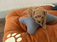 A kalite orijinal TOY poodle