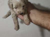 MALTİPOO YAVRULARIMIZ YENİ SAHİPLERİNİ ARİYOR