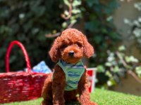 Orjinal Toy Poodle Yavruları 