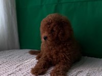 Kore ve toy poodle bebekler