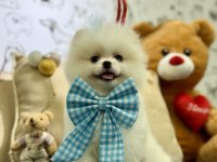 Teddy bear pomeranian boo oğlumuz