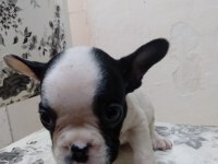FRENCH BULLDOG YAVRULARIM