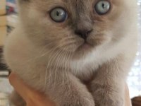 Ayı Surat Point Renk Scottish Fold Sevecen ve Oyuncu