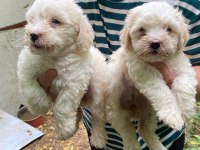 MALTESE TERRİER YAVRULARI