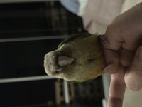 El besleme full evcil 2 aylık konur papağanı