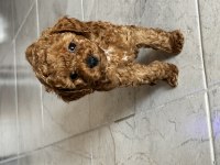 EN UYGUN TOY POODLE 55 GÜNLÜK