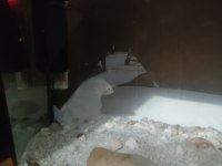 2 adet 5 cm zebra Çiklet