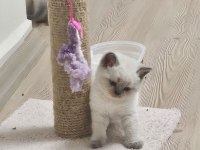2 aylık cins kediler satılıktır blue point oyuncu kedisi