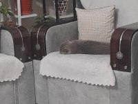 Aşıları tam british shorthair