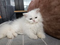 70 GÜNLÜK BRİTİSH LONGHAİR