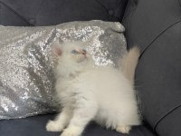 Safkan British Longhair Erkek