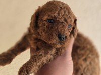 Safkan Toy Poodle Yavruları