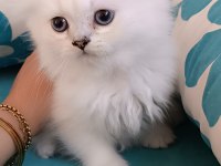 3 aylık maviş dişi british longhair