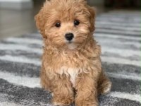 Irk Ve Sağlık Garantili Maltipoo Yavrularımız