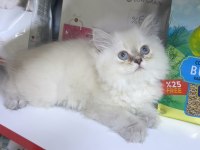 British Longhair Silver Point Dişi