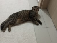 Scottish fold oğlum badem