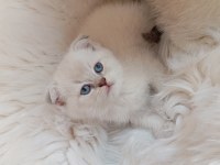 Scottish Fold silver