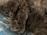 Orijinal British Shorthair ve Longhair