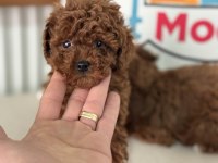 Show kalite kore toy poodle larımız ziyarete açık