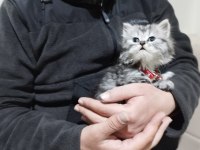2 Aylık British Longhair Erkek Dünya Tatlısı