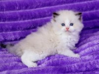 Asil Duruşlu Ragdoll