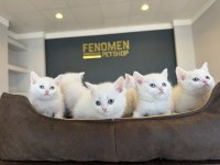 British Shorthair Yavruları Hazır Ankara