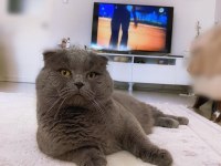 British shorthair scottish fold 2 aylık yavrular