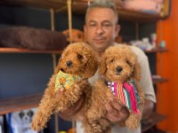 Mükemmel kalitede poodle bebeklerimiz