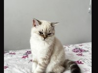 Latte kedimiz yeni yuvasını arıyor