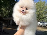 MİNİ BOY ÜST DÜZEY GÜLEN YÜZ POMERANİAN KIZIMIZ