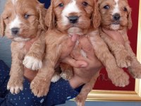 Kakabo yavru köpekler