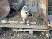 Saf kangal