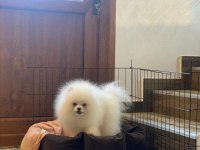 Pomeranian baby face köpeğimiz