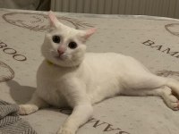 İnsan canlısı sevimli kedimiz